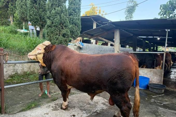 Prabowo Beri 1.098 Ekor Sapi Kurban senilai Rp100 M